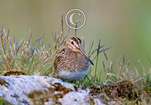 Common Snipe on a Rock DM1059